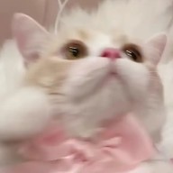 春宵さんのアイコン画像