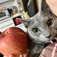 りんご猫
