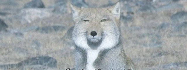 湖都 🕊🫧さんの壁紙画像