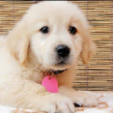 犬