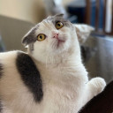♘