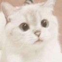 ひな