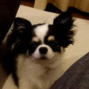 主