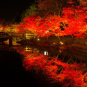 🍁momiji🍁