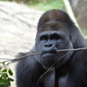 🦍