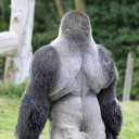 ゴリン  （ ゴリ山  ごりタロン）