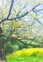 ❁.*・゚音色が響くあの場所で(嵐)