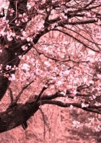 桜の想い