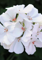 白いゼラニウムの花言葉。