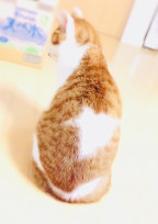 嘘ツキ