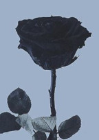 赤く染まった過去