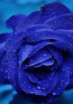 嗚呼、君が薔薇色になるなんて
