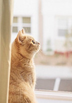 捨て猫🐱
