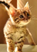 恋人は猫