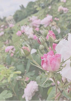キンプリと紅一点