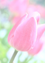 みえなくなってしまっても。