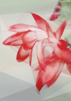 サボテンの花