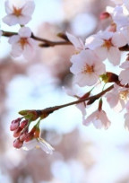 桜色が枯れるとき