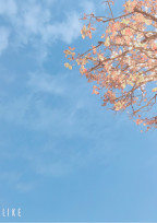 セクゾの隠れ紅一点
