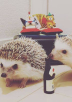マイロ&アルビーの大冒険