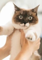 突然猫