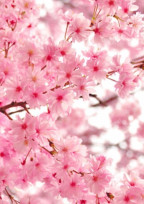 卒業と再会と、巡る時間と変わる時間
