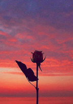 glass Flower