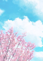 桜の咲く季節に 。