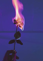 薔薇