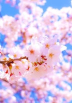 桜が散る前に