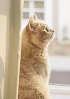 貴方に触れたい