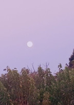 WESTたんぺん。