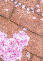 桜の舞う季節