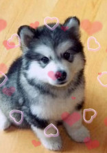 ハスキーの赤ちゃんです
