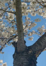 桜が散る日、僕が死ぬ。