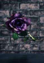 死ネタ の小説 夢小説検索結果 865件 無料スマホ夢小説ならプリ小説 Bygmo