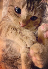 俺の彼女orお兄ちゃんは猫人間🐱