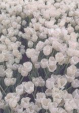 嵐__。❁