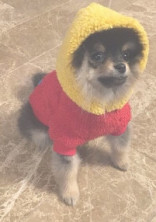 迷子ちゃんのお知らせ