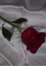 Pink Rose .