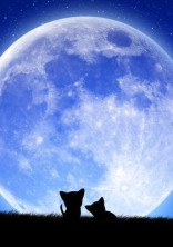 今夜は月が綺麗ですね…。