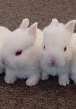 人の前では塩、私の前では可愛いうさぎちゃ