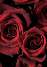 闇に咲く薔薇