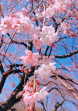 🌸あの日の桜🌸