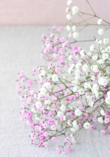Gypsophila
