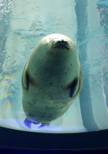 我々が望んだ月