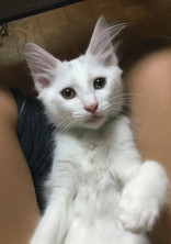 ひなとふたりだけの部屋
