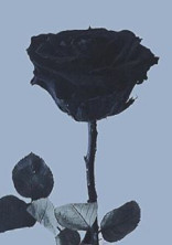 赤く染まった過去