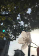 白い桜