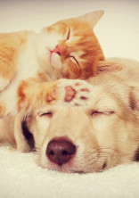 吾輩は犬である